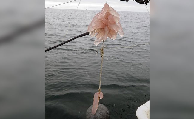 Glowing Sea Creatures Appear Off California's Coast. No One Knows Why