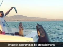Watch: Hungry Sea Lion Hitches Ride On A Boat