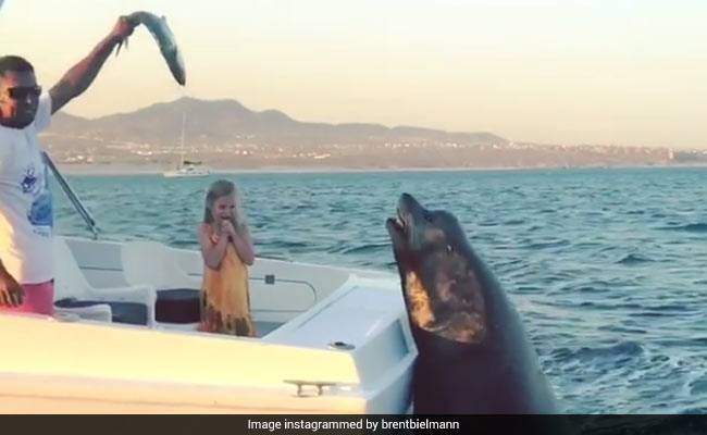 Watch: Hungry Sea Lion Hitches Ride On A Boat