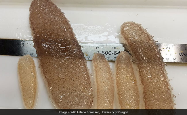 Strange 'Sea Pickles' Keep Washing Ashore In The Pacific Northwest - And Scientists Are Baffled