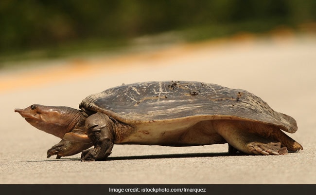 Seafood Lovers, Pay Attention: Eating Soft Shell Turtles May Spread Cholera