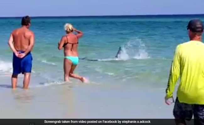 क्या आपने कभी देखी मछलियों की ऐसी लड़ाई, वीडियो देखें...