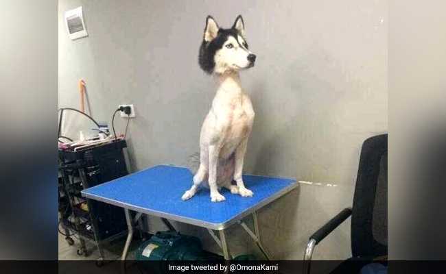 Viral Pic Of Shaved Husky Prompts Debate On Twitter