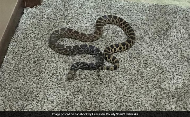 Woman Comes Home To Discover 3-Foot-Long 'Angry' Snake In Her Bed