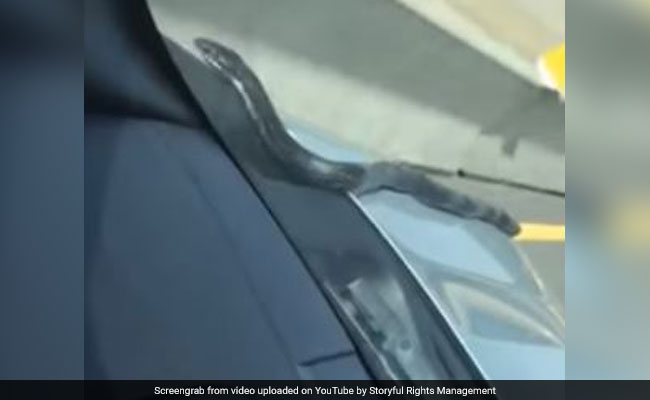जब हाईवे पर चलती कार पर चढ़ गया सांप, फिर जो हुआ...