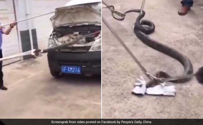 10-Feet-Long King Cobra Pulled Out From A Car