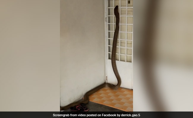 Enormous King Cobra Invades Home. Video Will Give You Sleepless Nights