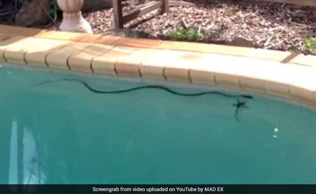 Video : स्वीमिंग पूल में तैरते इतने बड़े सांप ने जब किया हमला...