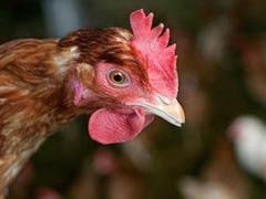 260,000 Birds Culled by South Africa So Far To Contain Bird Flu Outbreak: Report