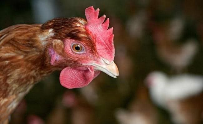 260,000 Birds Culled by South Africa So Far To Contain Bird Flu Outbreak: Report