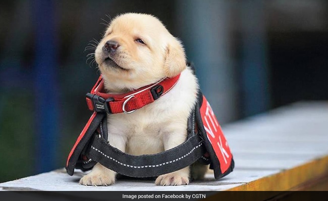 Month-Old Pups Are Cops-In-Making At This Taiwan Police Station