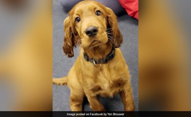 UK School Employs Puppy To Help Children Cope With Exam Stress