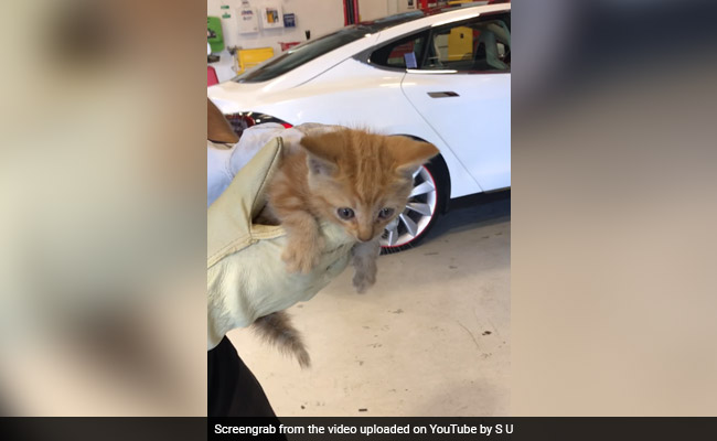 Tesla Mechanics Show Up To Rescue Tiny Kitten Stuck In Car Bumper