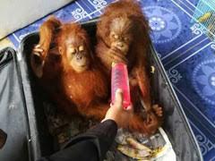 Man Stopped On Thailand Border With Orangutans, Tortoises, Raccoons
