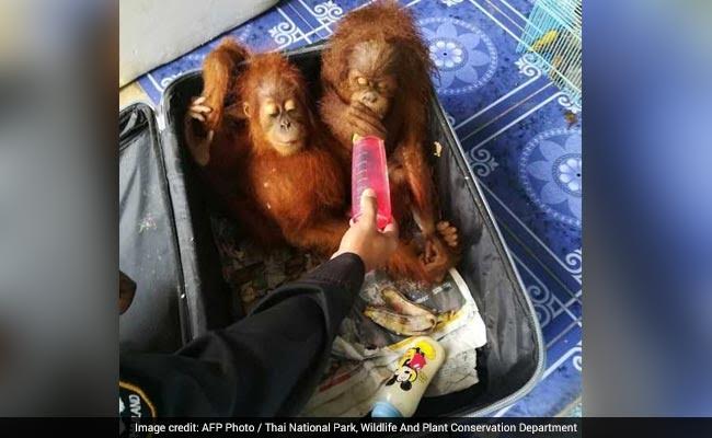 Man Stopped On Thailand Border With Orangutans, Tortoises, Raccoons