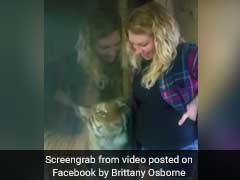 Tiger Tries To Snuggle Up To Pregnant Woman's Belly In Viral Video