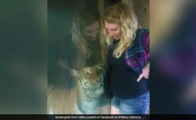Tiger Tries To Snuggle Up To Pregnant Woman's Belly In Viral Video