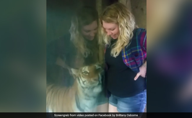 Tiger Tries To Snuggle Up To Pregnant Woman's Belly In Viral Video