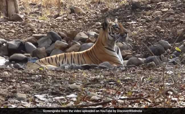 बाघिन कैटरीना बनी मां, 2.5 साल में तीसरी बार शावकों को दिया जन्म