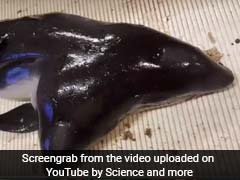 Dutch Fishermen Caught A Rare Two-Headed Sea Creature. What Happened Next Horrified Researcher.