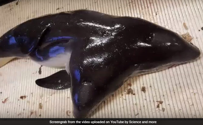 Dutch Fishermen Caught A Rare Two-Headed Sea Creature. What Happened Next Horrified Researcher.