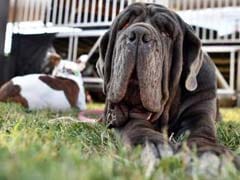 Unfairest Of Them All: Martha The Mastiff Is 'World's Ugliest Dog'