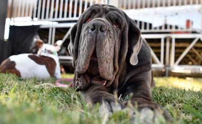 Unfairest Of Them All: Martha The Mastiff Is 'World's Ugliest Dog'