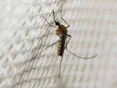 Malaria Mosquito Bites At Night Can Be Prevented