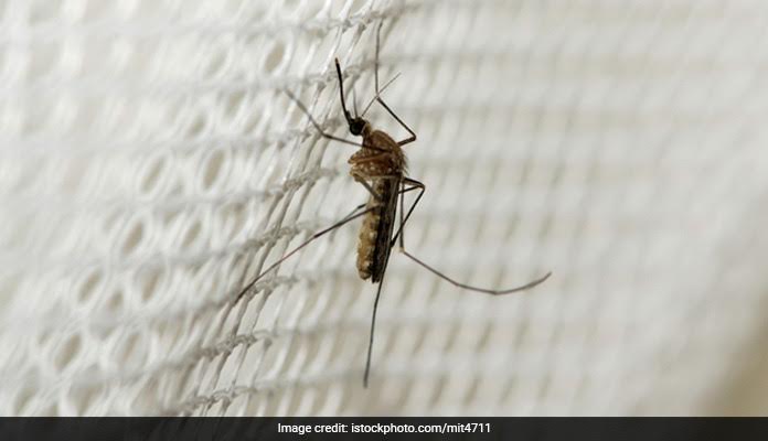 Malaria Mosquito Bites At Night Can Be Prevented