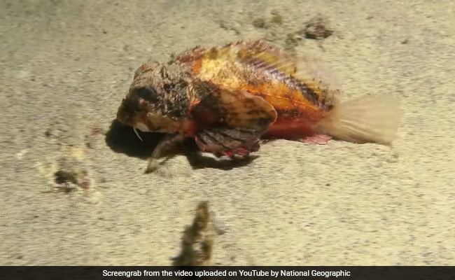 Mystery Fish 'Walking' On The Seafloor Puzzles Scientists. Watch Video