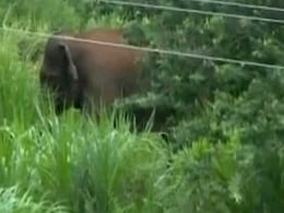 झारखंड में जंगली हाथी के कुचलने से दो ग्रामीणों की मौत झारखंड में जंगली हाथी के कुचलने से दो ग्रामीणों की मौत