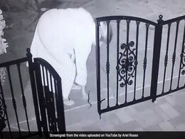 Watch: Woman Bends Down To Pick Up Toy. It Turns Out To Be A Snake Watch: Woman Bends Down To Pick Up Toy. It Turns Out To Be A Snake