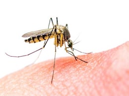 Zika Virus: Here's How You Can Prevent Foetal Damage; Know The Causes And Tips For Prevention Zika Virus: Here's How You Can Prevent Foetal Damage; Know The Causes And Tips For Prevention