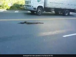 वीडियो वायरल : जब ब्राजील की सड़क पर महिला ने हाथ से पकड़ लिया एनाकोंडा... वीडियो वायरल : जब ब्राजील की सड़क पर महिला ने हाथ से पकड़ लिया एनाकोंडा...