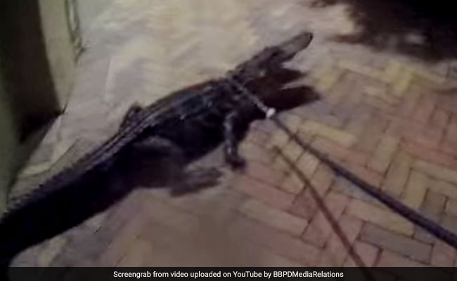 Caught On Camera: Cop Tackles Angry Six-Foot Alligator Like A Pro