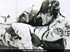Amitabh Bachchan Fought A Real Tiger In A Film. Stunt Directors Thought Him 'Mad'