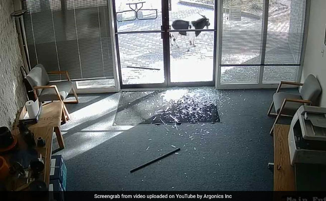 Caught On Camera: Goat Vandalises Office, Shatters Front Door