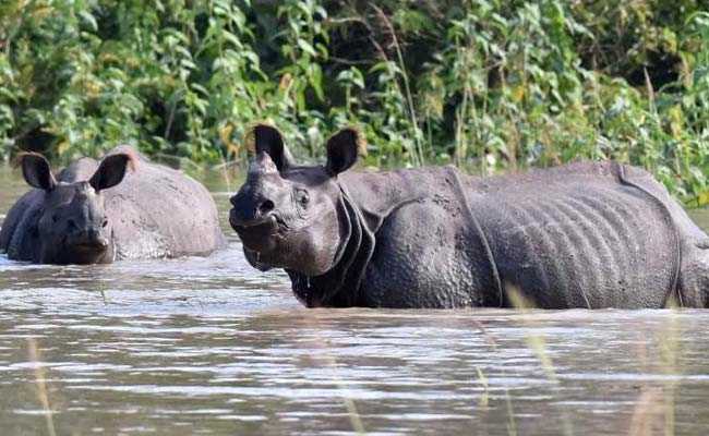 9 Rhinos Among 124 Animals Dead In Kaziranga Flood