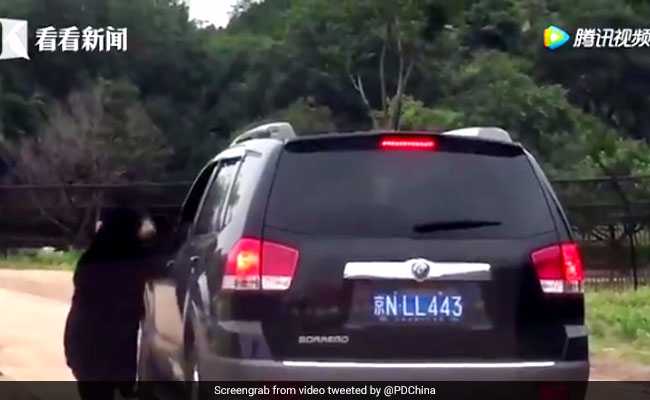 Watch: Tourists Stunned As Bear Pokes His Head Inside Their Car