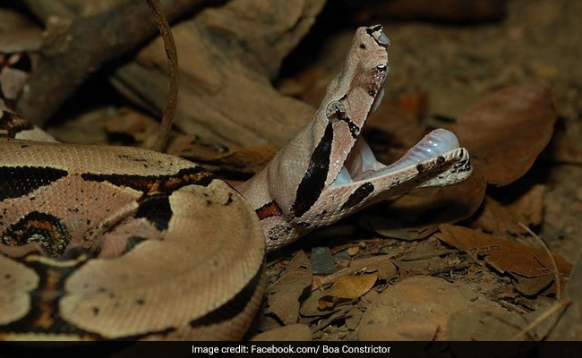 This is why boa constrictors can still breathe while squeezing the life out  of prey