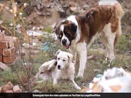 'Bruno and Juliet': Imtiaz Ali's Latest Is All About Puppy Love 'Bruno and Juliet': Imtiaz Ali's Latest Is All About Puppy Love