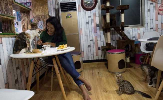 Your Feline Friends Can Accompany You To This Cat-Friendly Cafe