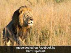 Cecil The Lion's Son Has 'Met The Same fate' - Killed In A Trophy Hunt In Zimbabwe, Officials Say