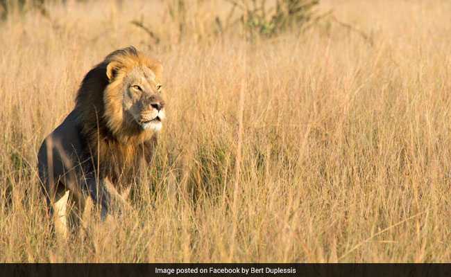 Cecil The Lion's Son Has 'Met The Same fate' - Killed In A Trophy Hunt In Zimbabwe, Officials Say