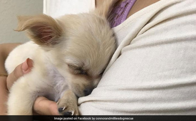 A Puppy Was Abandoned In An Airport Bathroom; A Heartbreaking Note Explains Why