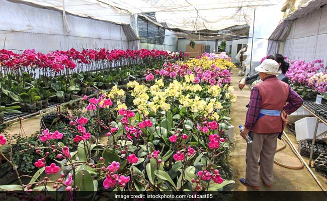 Woman Walks Away With Rare Orchid 'Worth Millions,' Causes Commotion