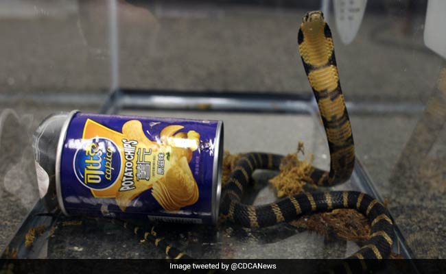 King Cobras Found In Potato Chip Cans. Smuggling Attempt Busted