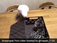 Bird Shows Kitten Who's The Boss. Hilarious Video Is Viral