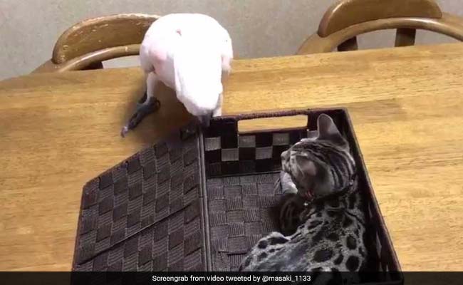 Bird Shows Kitten Who's The Boss. Hilarious Video Is Viral