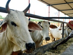 UP Government Allocates Rs 247 Crore For Cow Shelters In Rural Areas
